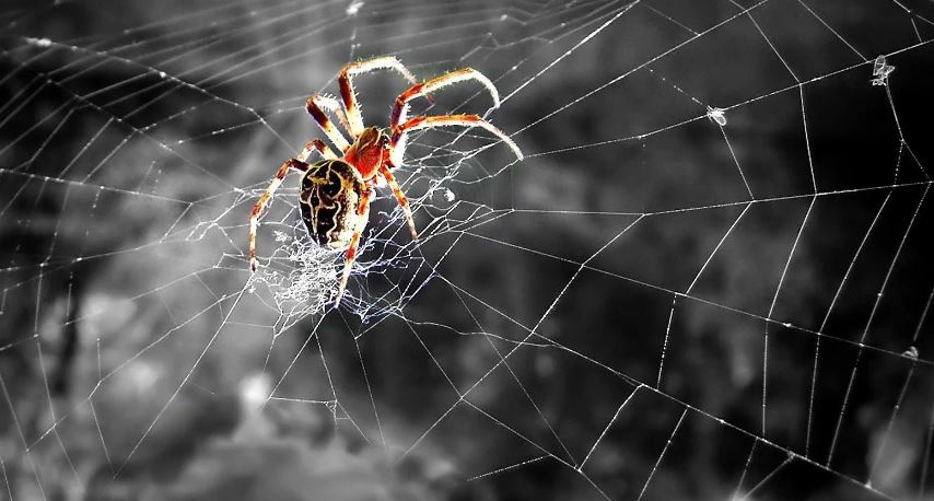 Effective Ways To Handle Spider Pest Control And Removal