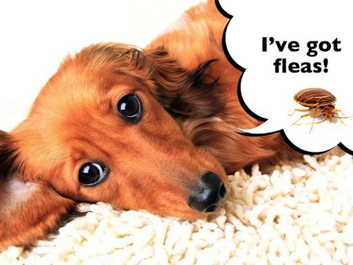 Effective Flea Control Tips To Eliminate Fleas From Your Home And Yard